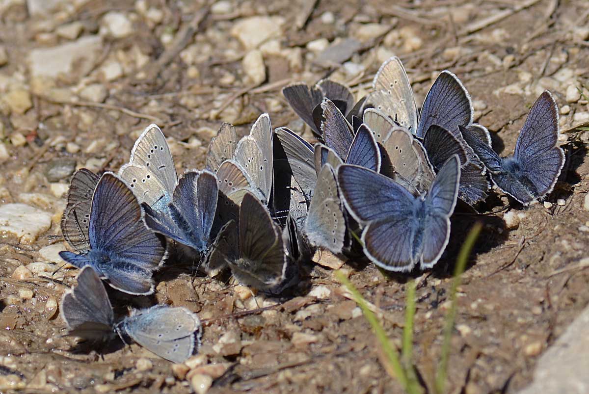 Affollamento Lycaenidae, qualche id,?